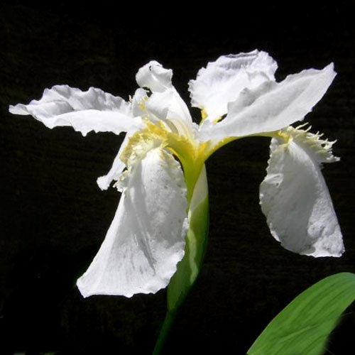 Iris Tectorum Alba