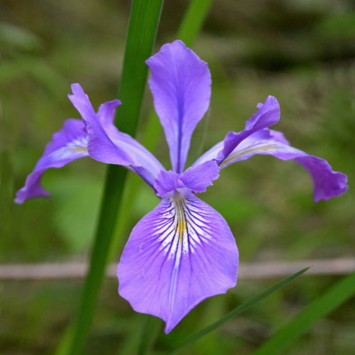 Iris Tenax
