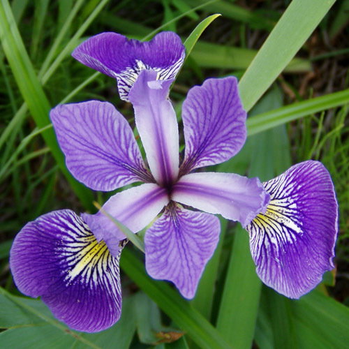 Iris Versicolor