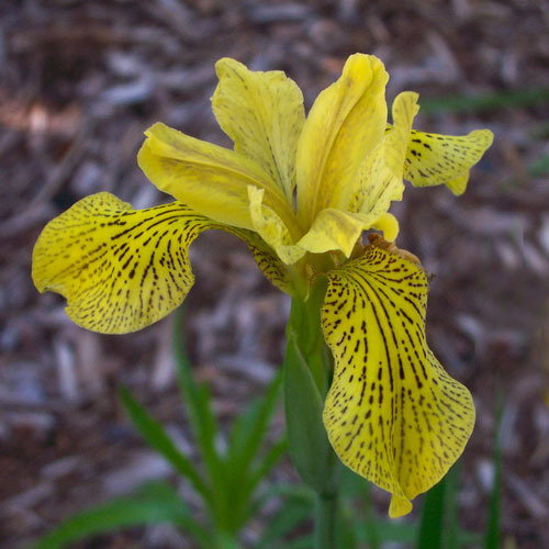 Iris Wilsonii