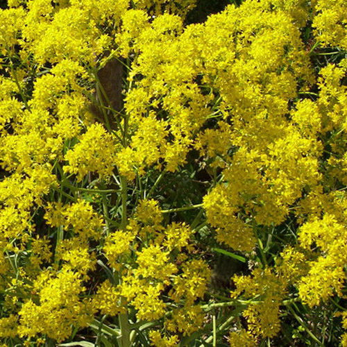 Isatis Tinctoria