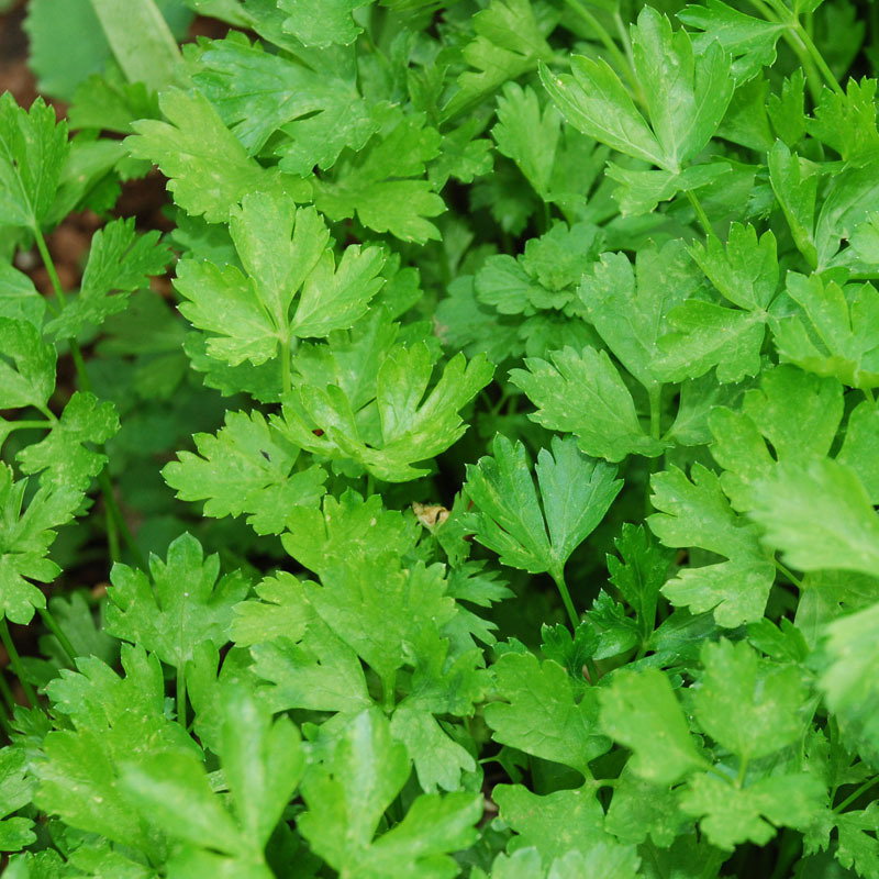 Italian Giant Parsley