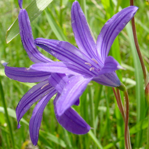 Ixiollirium Tatricum