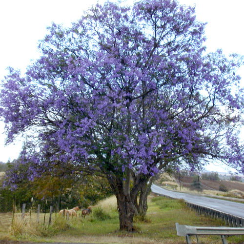 Jacaranda Mimosifolia