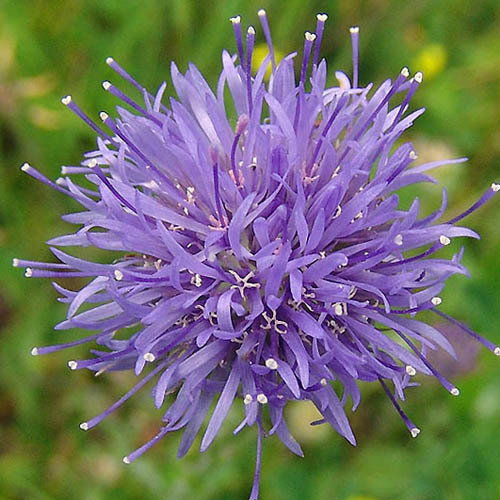 Jasione Laevis