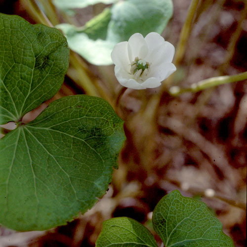 Jeffersonia Diphylla