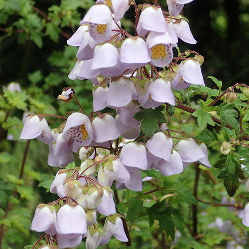 Jovellana Violacea