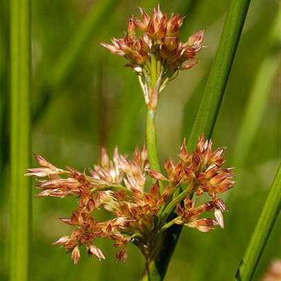 Juncus Effusus