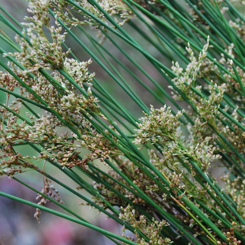 Juncus Khausii Sh