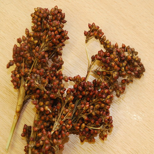 Juncus Mallorcan Giant