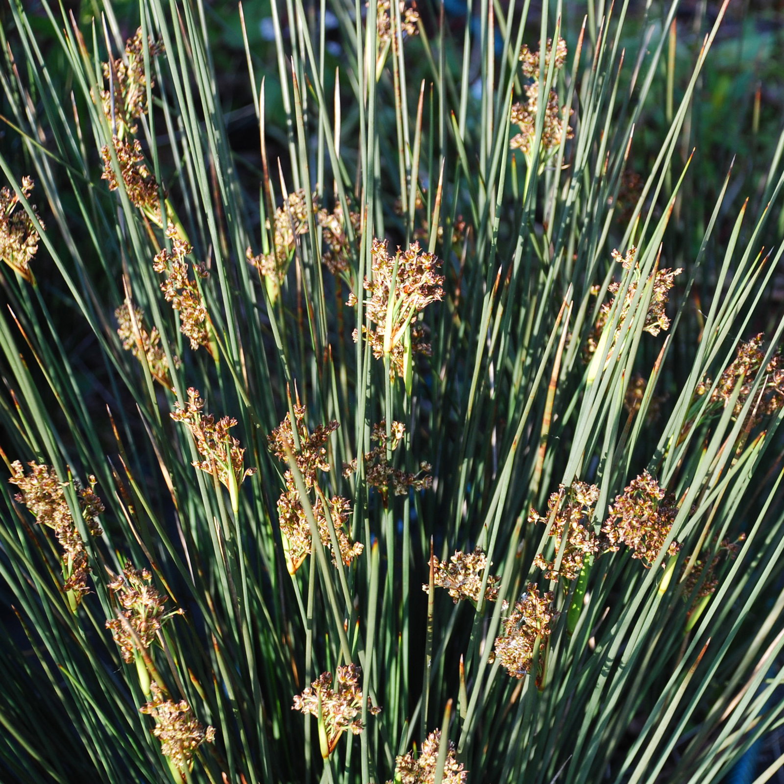 Juncus Pincei