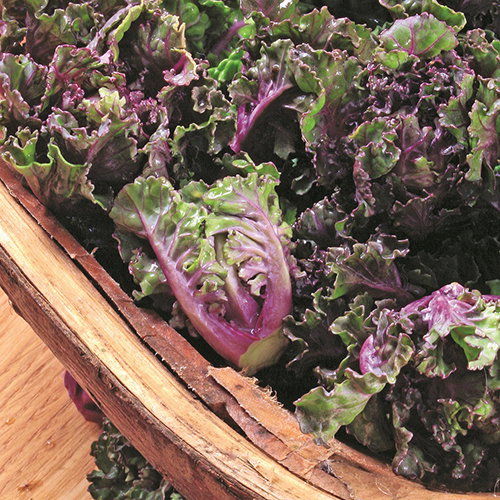 Kalettes Garden Mix