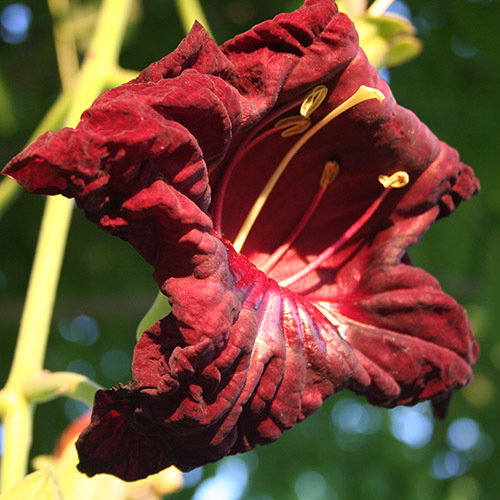 Kigelia Africana Flower