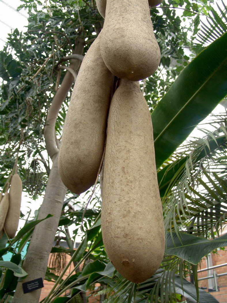 Kigelia Africana