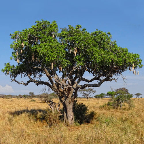 Kigelia Africana