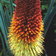 Kniphofia Caulescens