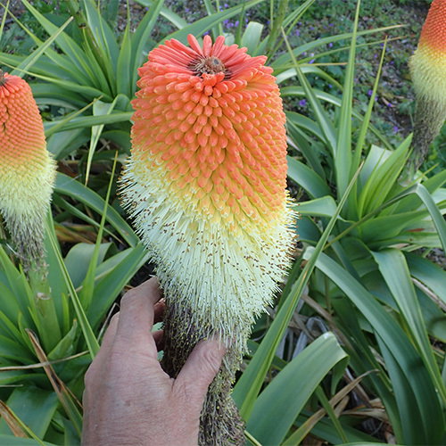 Kniphofia Northiae