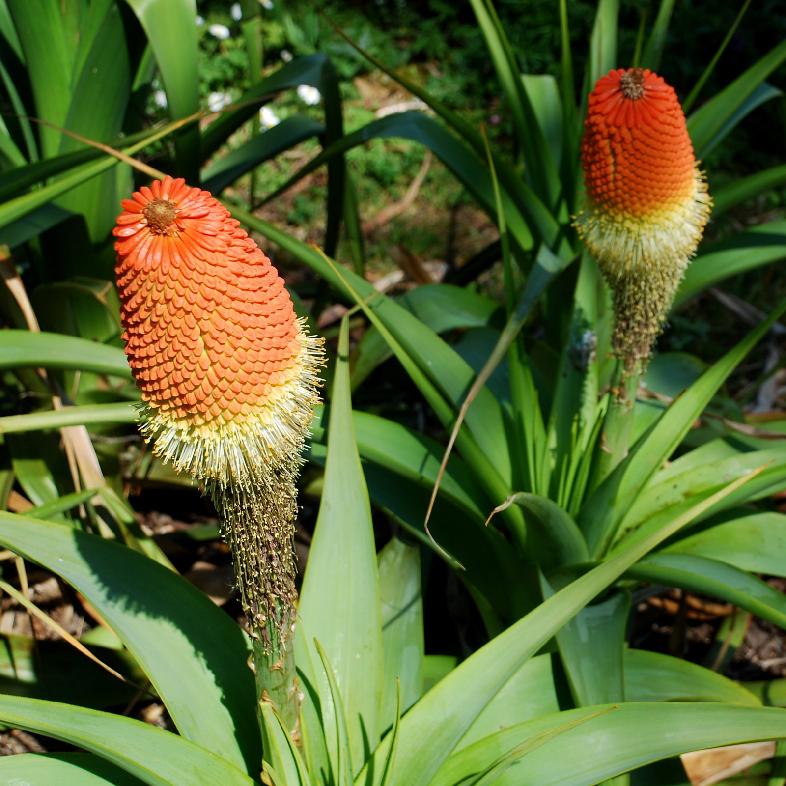 Kniphofia Northiae