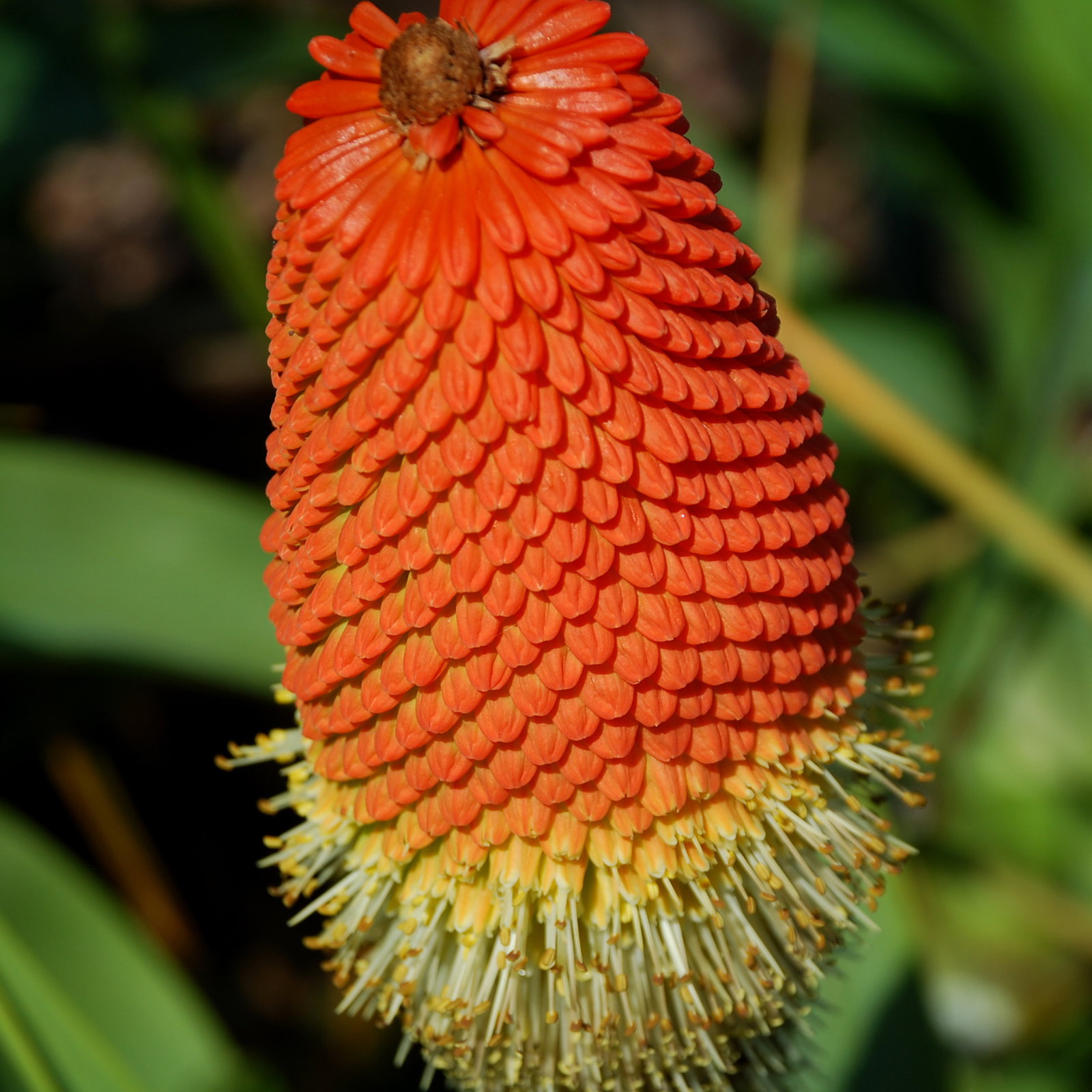 Kniphofia Northiae