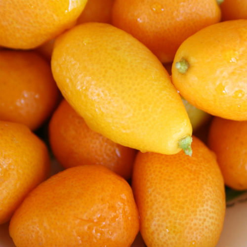 Kumquat
