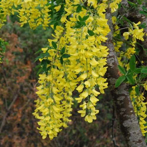 Laburnum Anagyroides