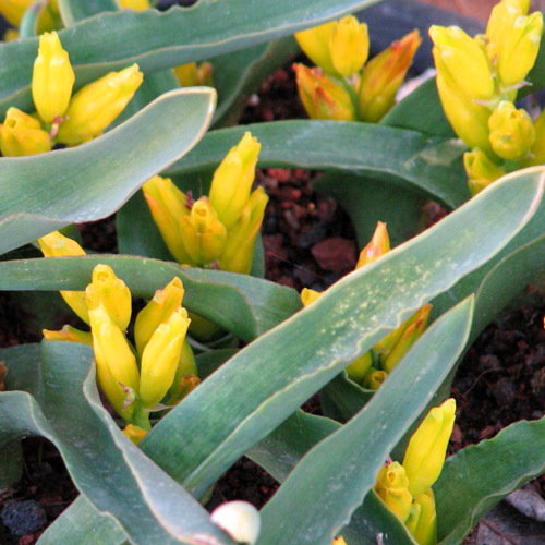 Lachenalia Reflexa