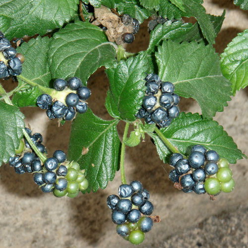 Lantana Camara Berry