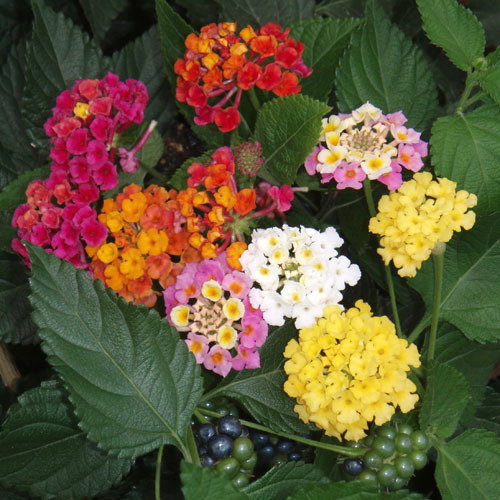 Lantana Camara