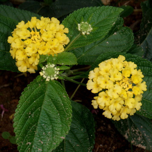 Lantana Camara