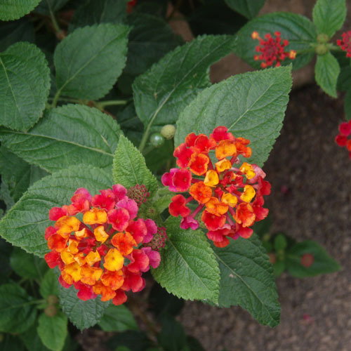 Lantana Camara