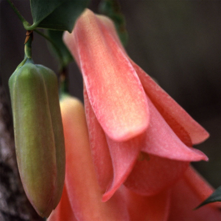 Lapageria Rosea
