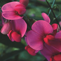 Lathyrus Latifolius Red Pearl