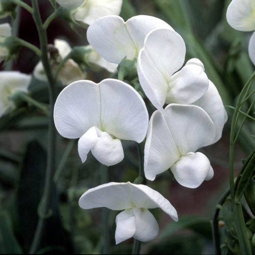 Lathyrus Latifolius White Pearl