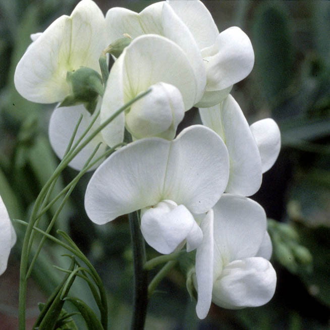 Lathyrus Latifolius White Pearl