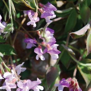 Lathyrus Laxiflorus