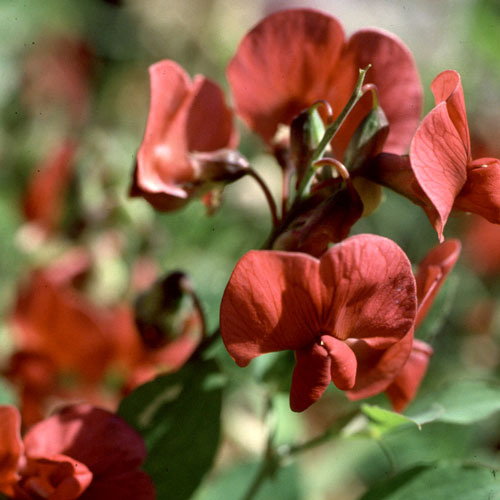 Lathyrus Rotundifolius