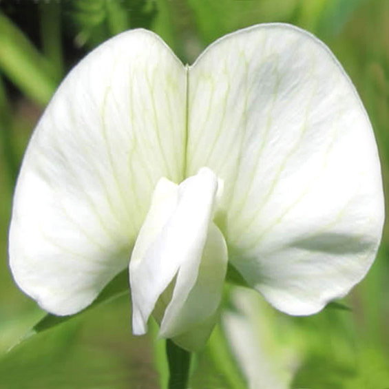 Lathyrus Sativus Albus