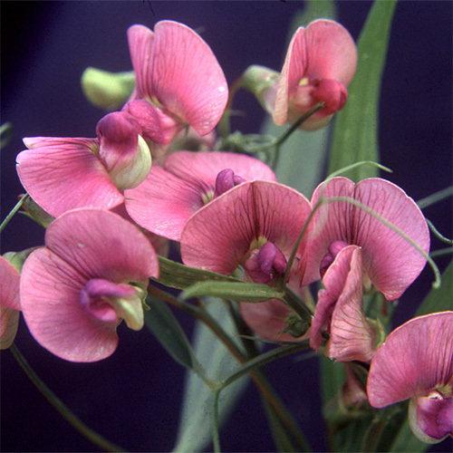Lathyrus Sylvestris Sq