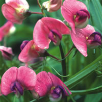 Lathyrus Sylvestris