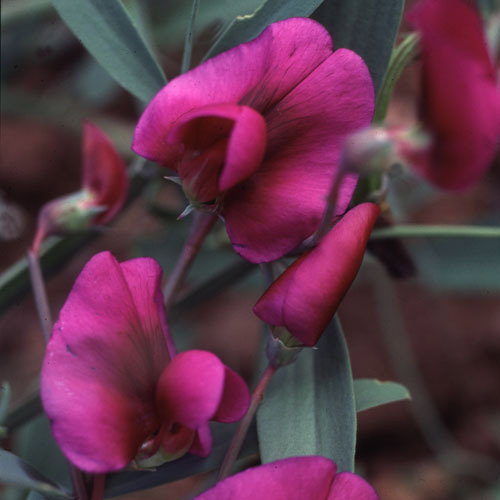 Lathyrus Tingitanus