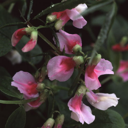 Lathyrus Vernus Albo Roseus