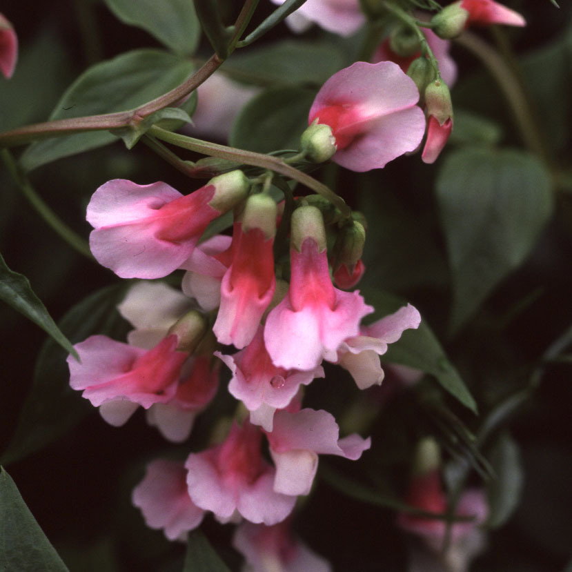 Lathyrus Vernus Albo Roseus