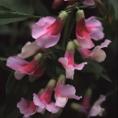 Lathyrus Vernus Albo Roseus