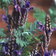 Lavandula Blue Wonder