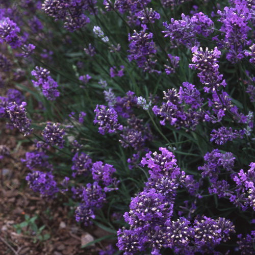 Lavandula Hidcote Blue