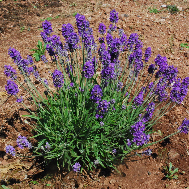 Lavandula Muffet S Children