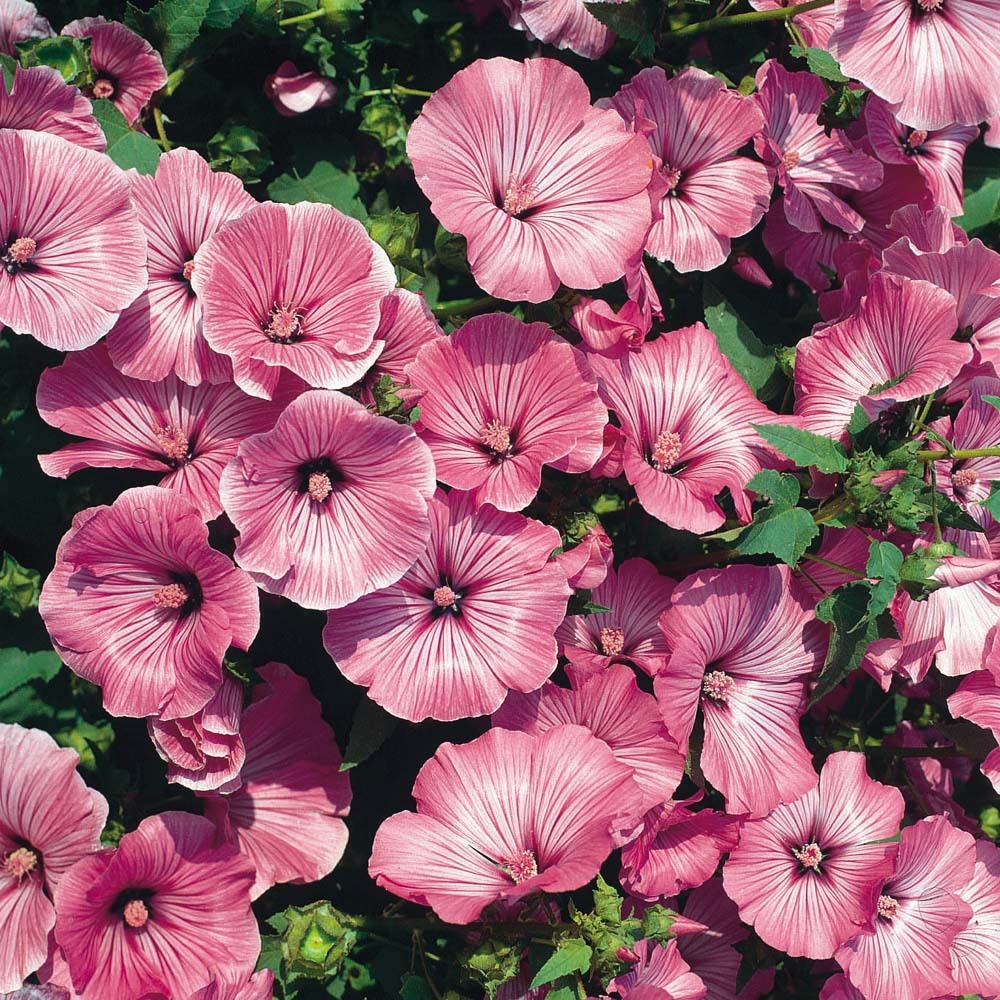 Lavatera Trimestris Silver Cup