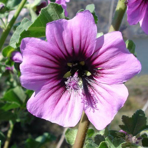 Lavatera Arborea