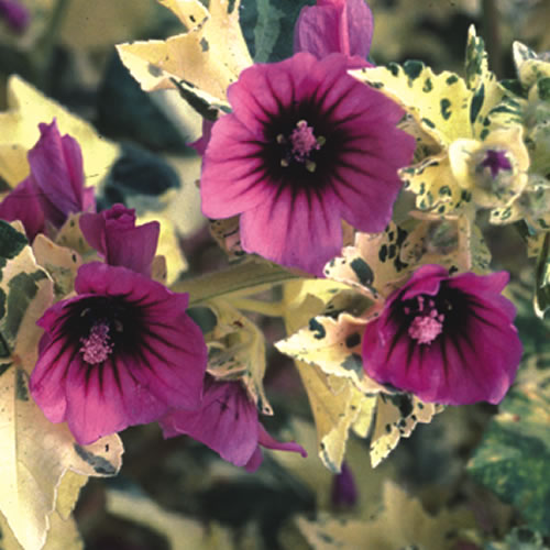 Lavatera Arborea Variegata