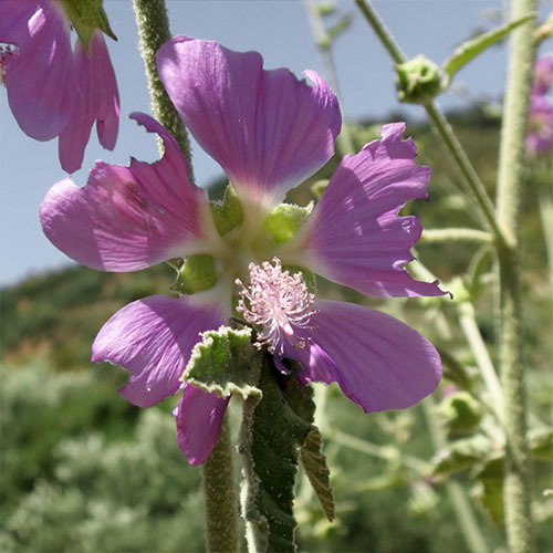 Lavatera Bryonifolia2
